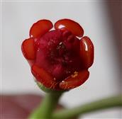  Cyathium with siix glands
